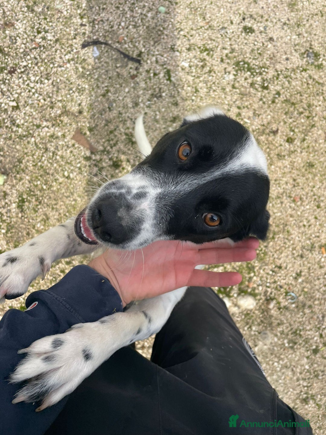 Meticcio cani in regalo: Bea taglia piccola! (10-12kg) - Annuncio 3