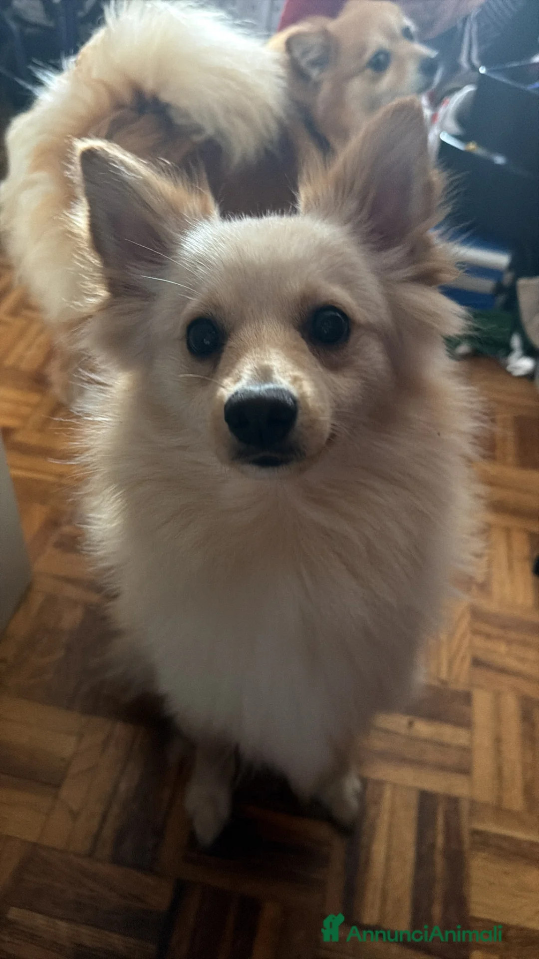 Volpino Italiano cani in vendita: Si vende un volpino italiano  - Annuncio 2