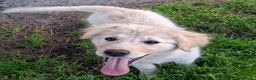 Meticcio cani in regalo: AURA 🩷-cucciola mix pastore, chiami per lei? 🙏🏻 a Provincia di Massa e Carrara - Annuncio 3