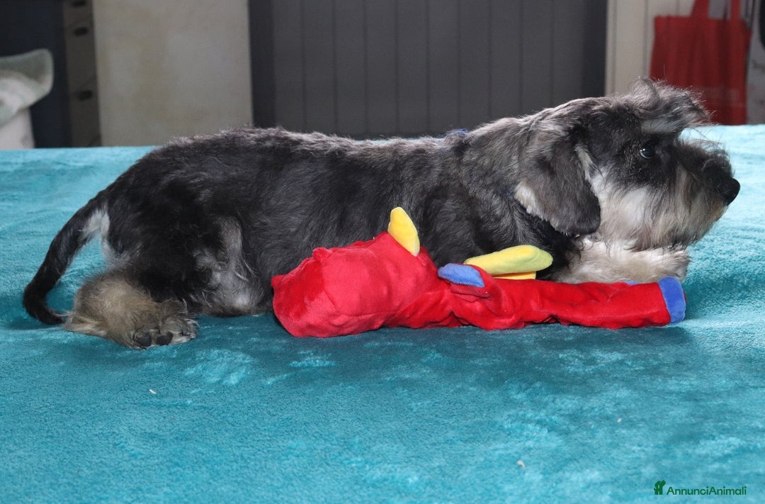 Mini Schnauzer cani in vendita: Cucciolo di Schnauzer Nano  a Provincia di Cuneo - Immagine 3