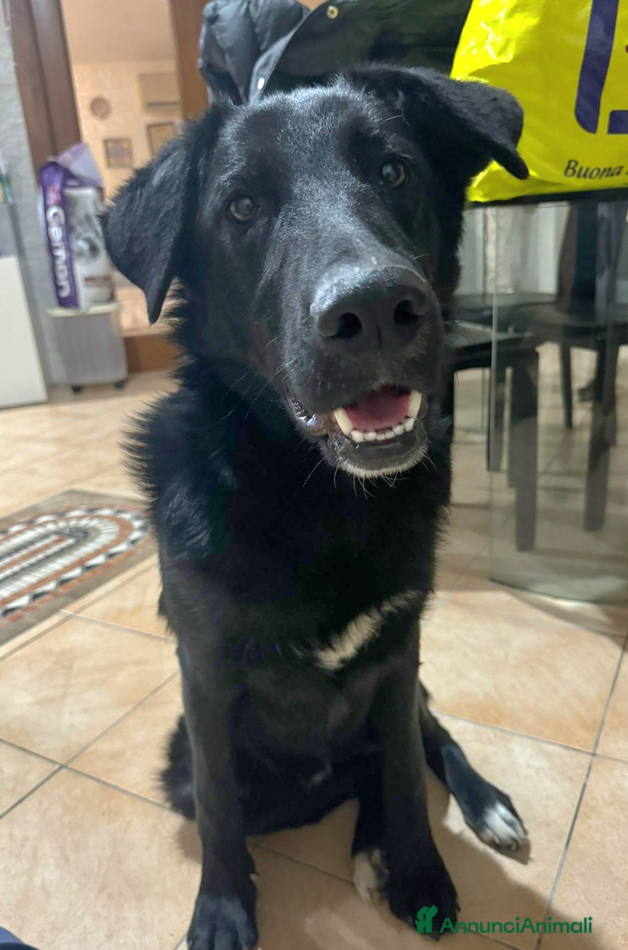 Meticcio cani DANTE MIX BORDER COLLIE - Annuncio 32