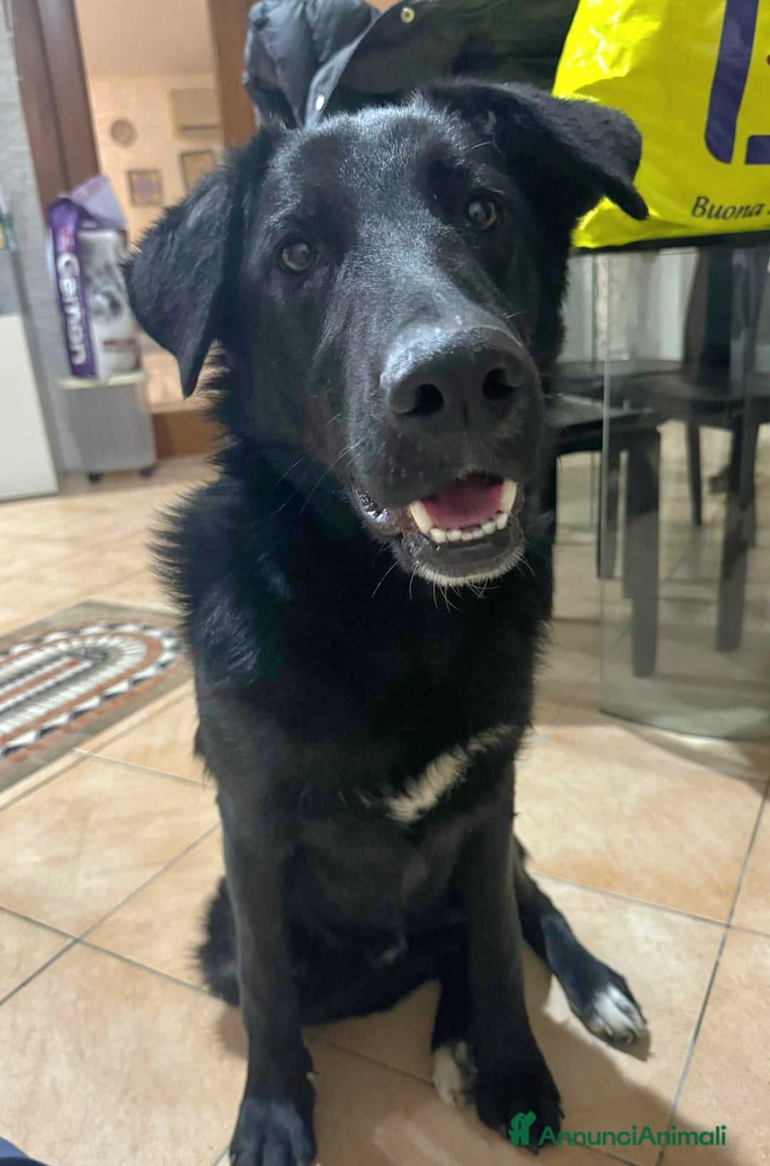 Meticcio cani in regalo: DANTE MIX BORDER COLLIE - Annuncio 1