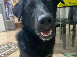 Meticcio cani DANTE MIX BORDER COLLIE - Annuncio 32