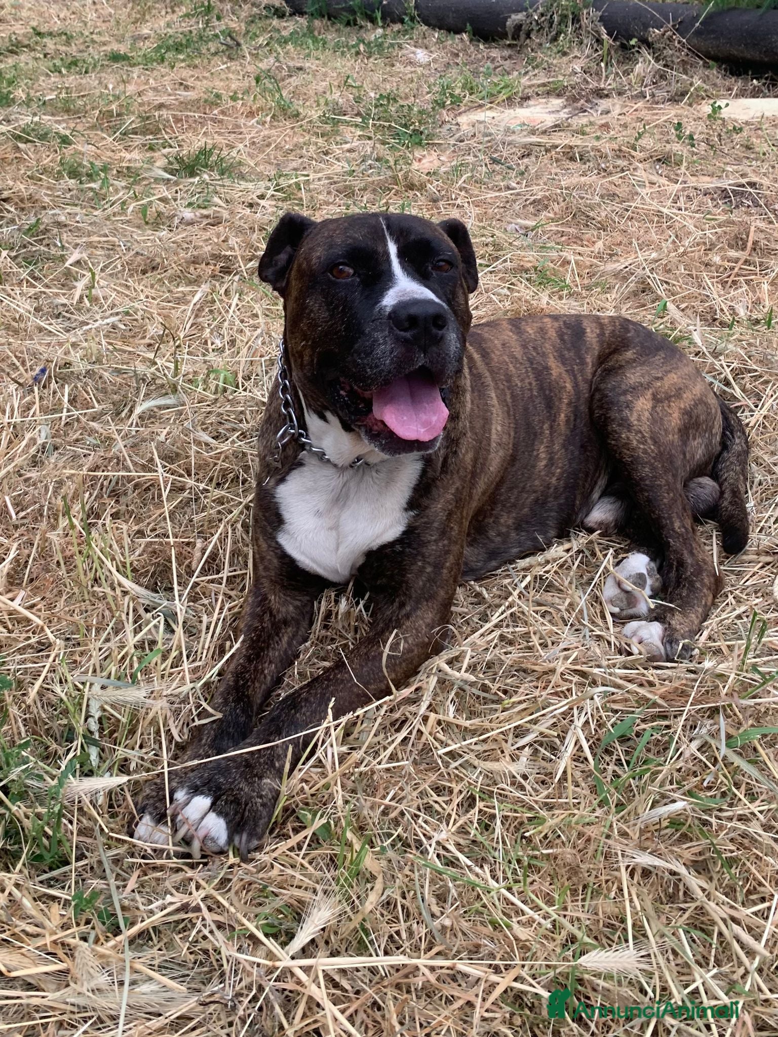 Meticcio cani Una famiglia per Ronny - Annuncio 1