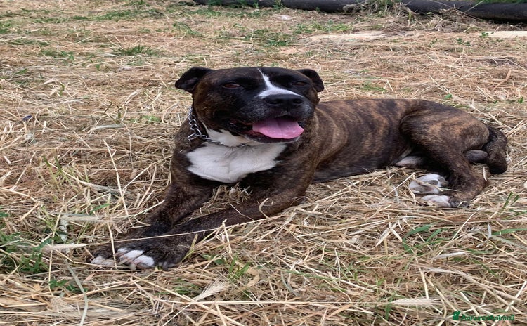 Meticcio cani - Annuncio 8