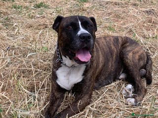 Meticcio cani Una famiglia per Ronny - Annuncio 23