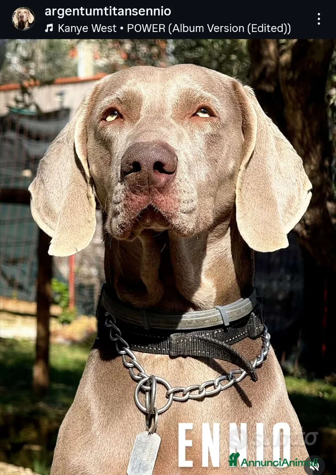 Weimaraner cani per accoppiamento: Maschio Weimaraner Stallone disponibile per monta - Annuncio 3