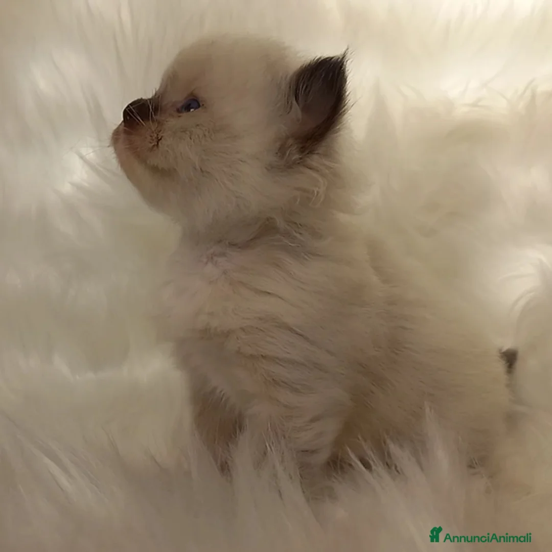 Immagine della galleria {{count}}