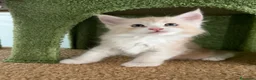 Maine Coon gatti in vendita: Cucciolo di Maine Coon mashie  - Annuncio 5