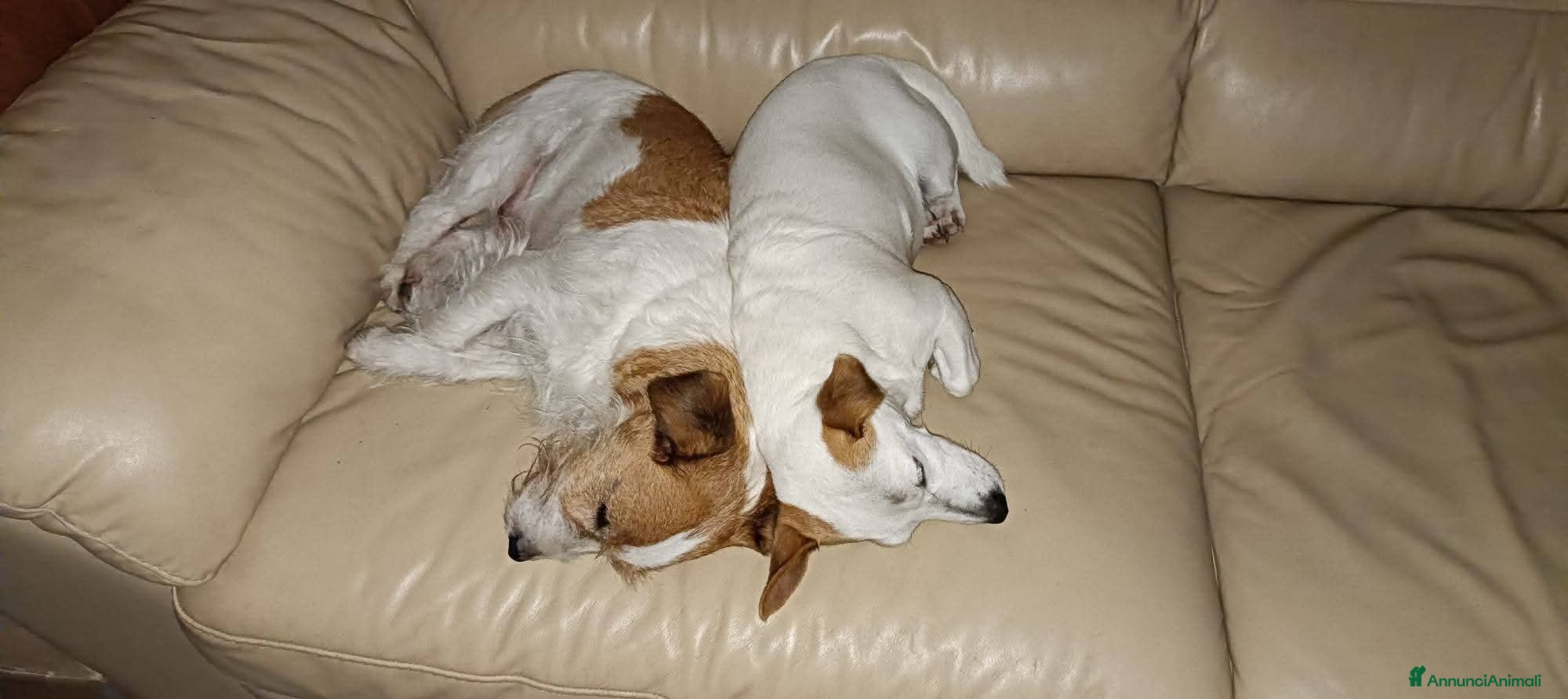 Jack Russell cani ADOZ.DEL CUORE URGENTE!!!: 2 nonnini INSEPARABILI  - Annuncio 2