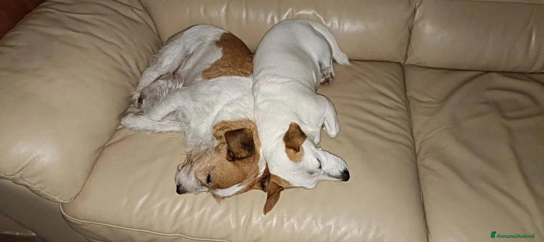 Jack Russell cani in regalo: ADOZ.DEL CUORE URGENTE!!!: 2 nonnini INSEPARABILI  - Annuncio 2