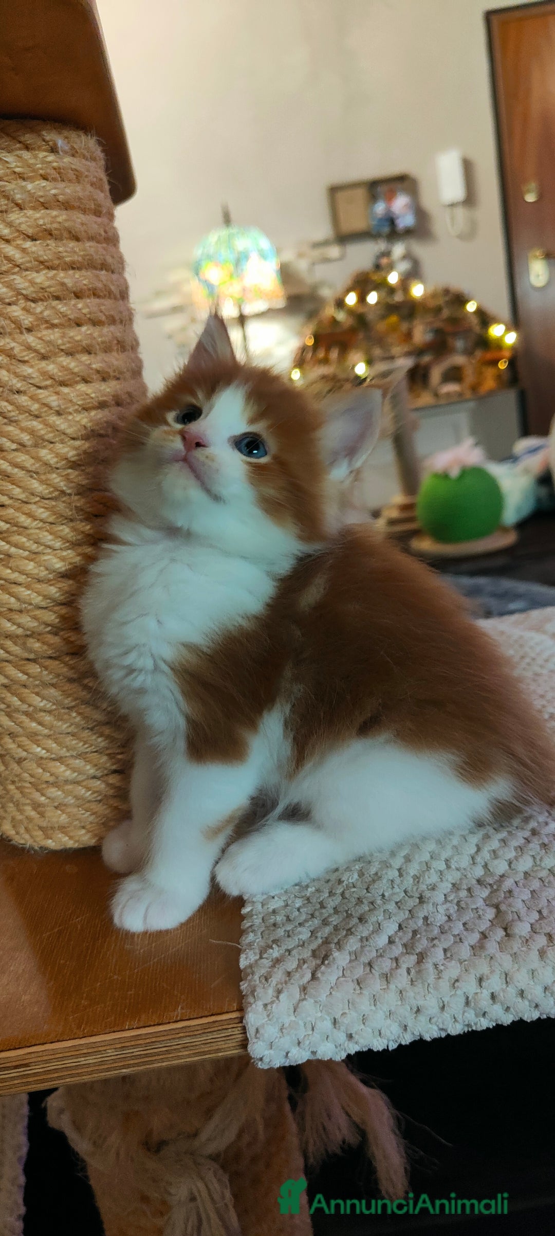 Maine Coon gatti in vendita: piccoli giganti Cattery - Annuncio 31