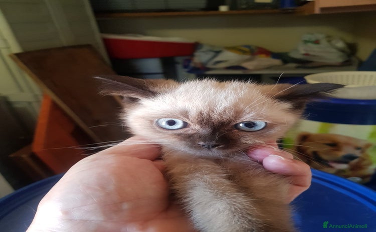 Siamese gatti a Città metropolitana di Roma Capitale - Annuncio 5