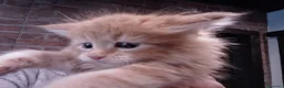 Maine Coon gatti in vendita: Maine coon con pedigree ENFI  - Annuncio 6