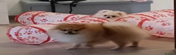 Volpino Pomerania cani in vendita: Cuccioli di Pomerania con pedigree ENCI - Annuncio 4