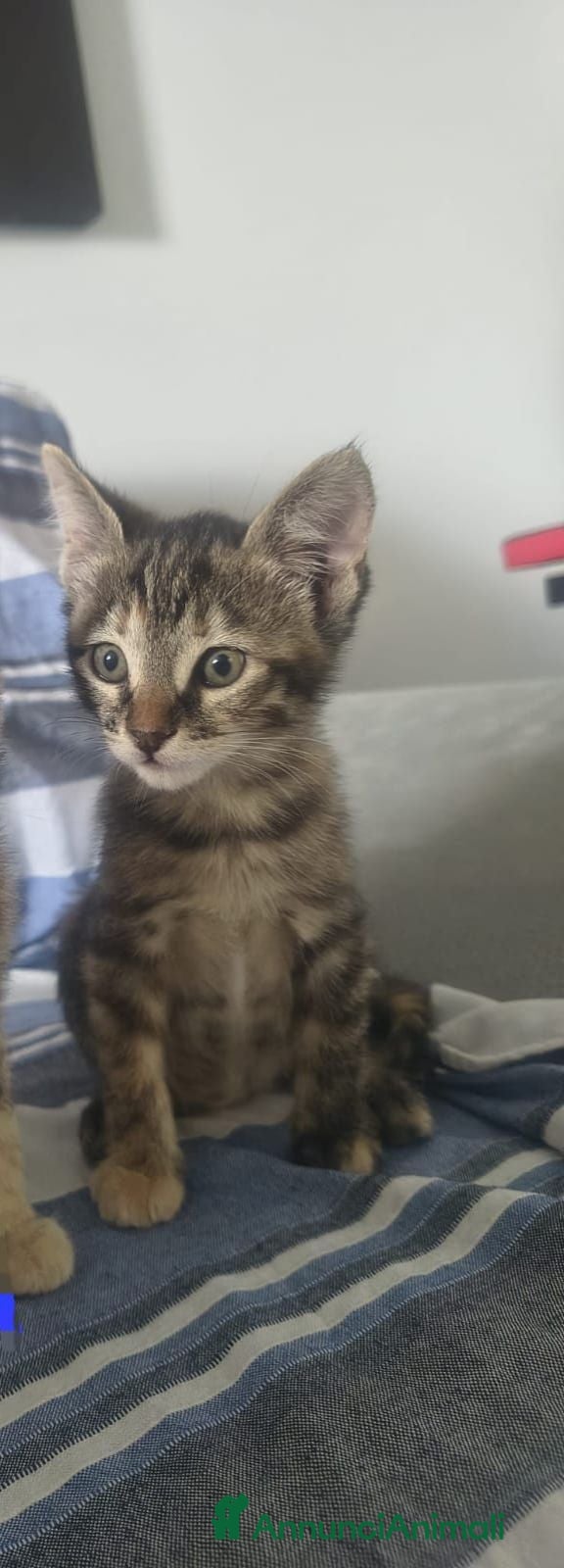 Meticcio gatti Tigra  - Annuncio 1
