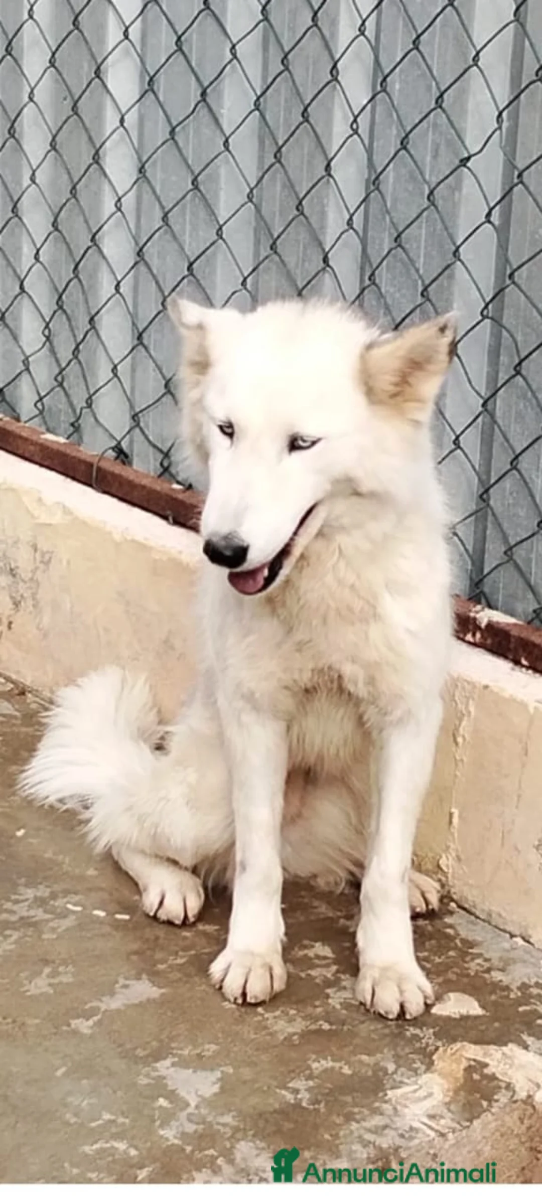 Husky cani in regalo: Donut, una dolcezza di Husky - Annuncio 4