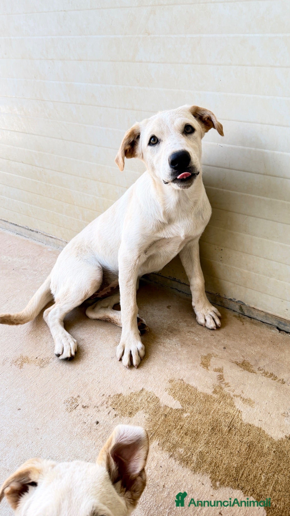 Meticcio cani Misty - Annuncio 6