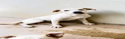 Meticcio cani in regalo: Misty - Annuncio 1