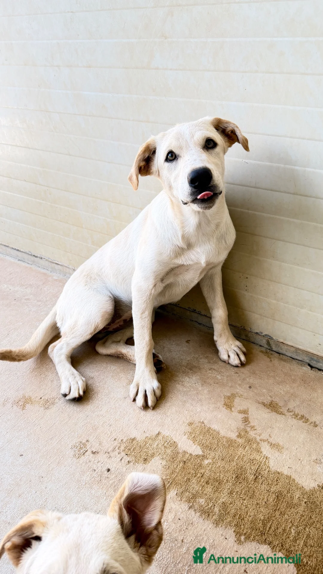Meticcio cani in regalo: Misty - Annuncio 1