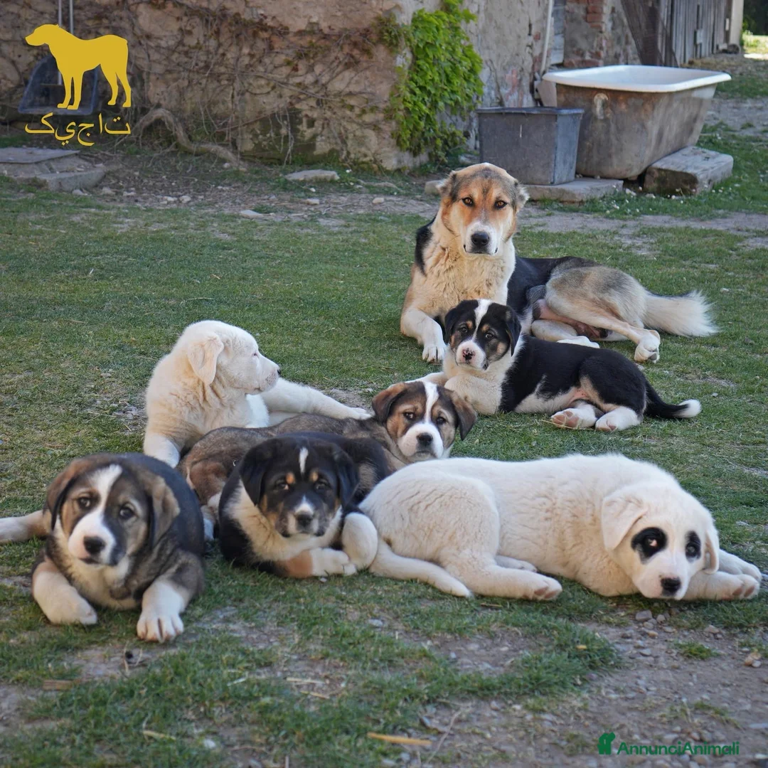 Pastore Asia Centrale cani in vendita: Cuccioli aborigeni di Pastore dell’Asia centrale - Annuncio 1