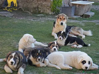 Pastore Asia Centrale cani Cuccioli aborigeni di Pastore dell’Asia centrale - Annuncio 1