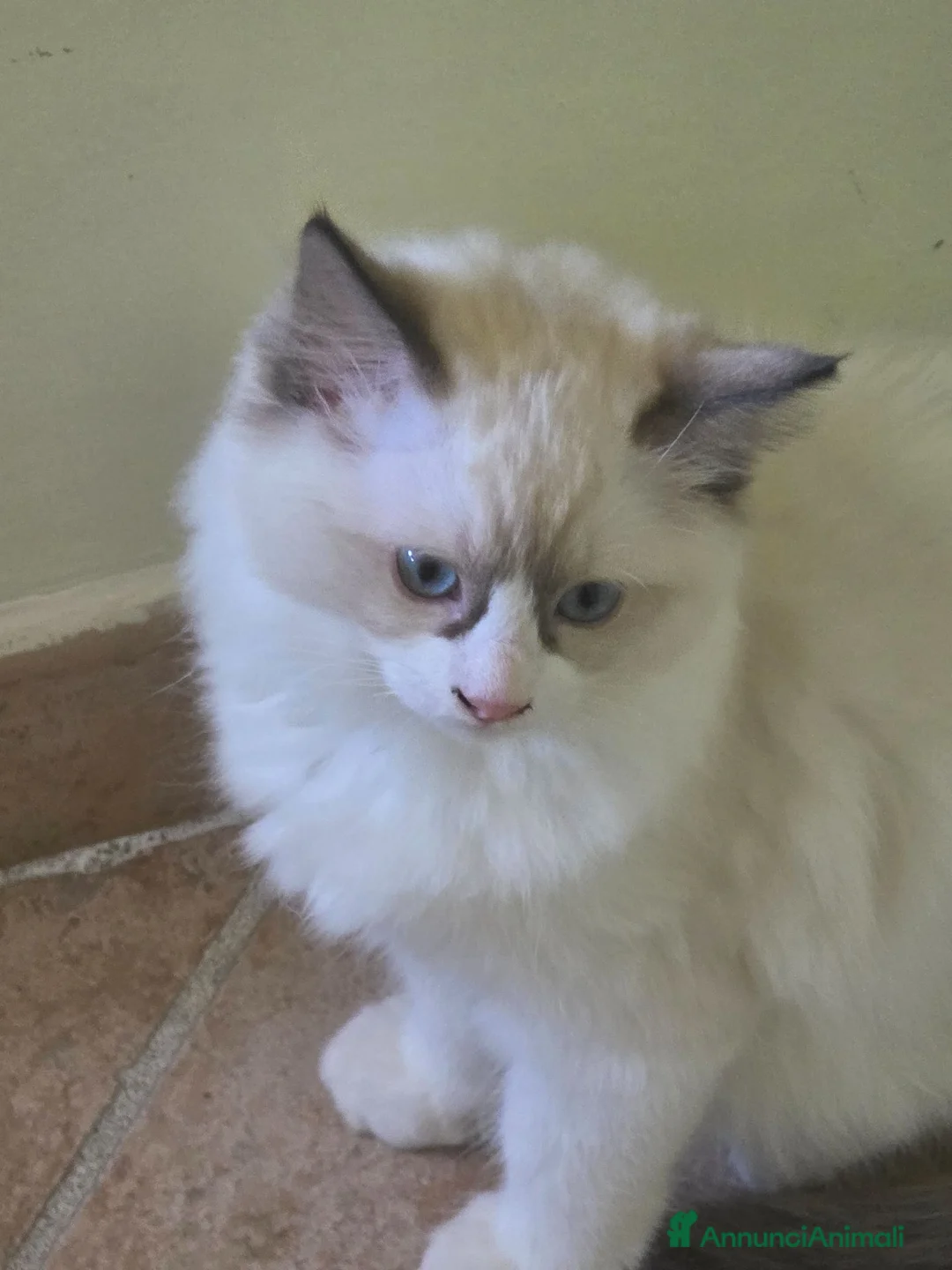 Ragdoll gatti in vendita: Cuccioli di Ragdoll, 3 Mesi, Genitori con Pedigree - Annuncio 1
