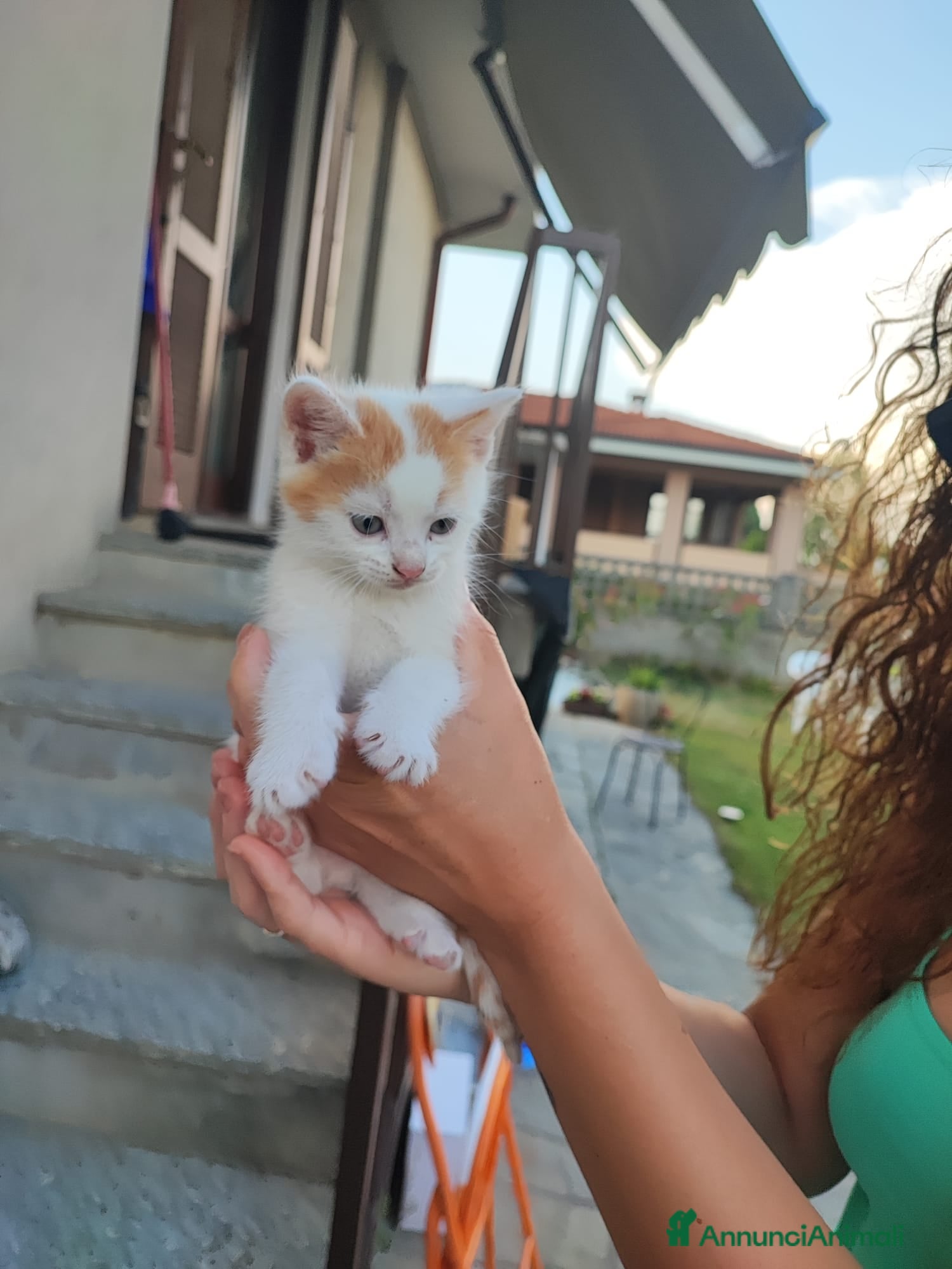 Europeo gatti Piccoli batuffoli  - Annuncio 3