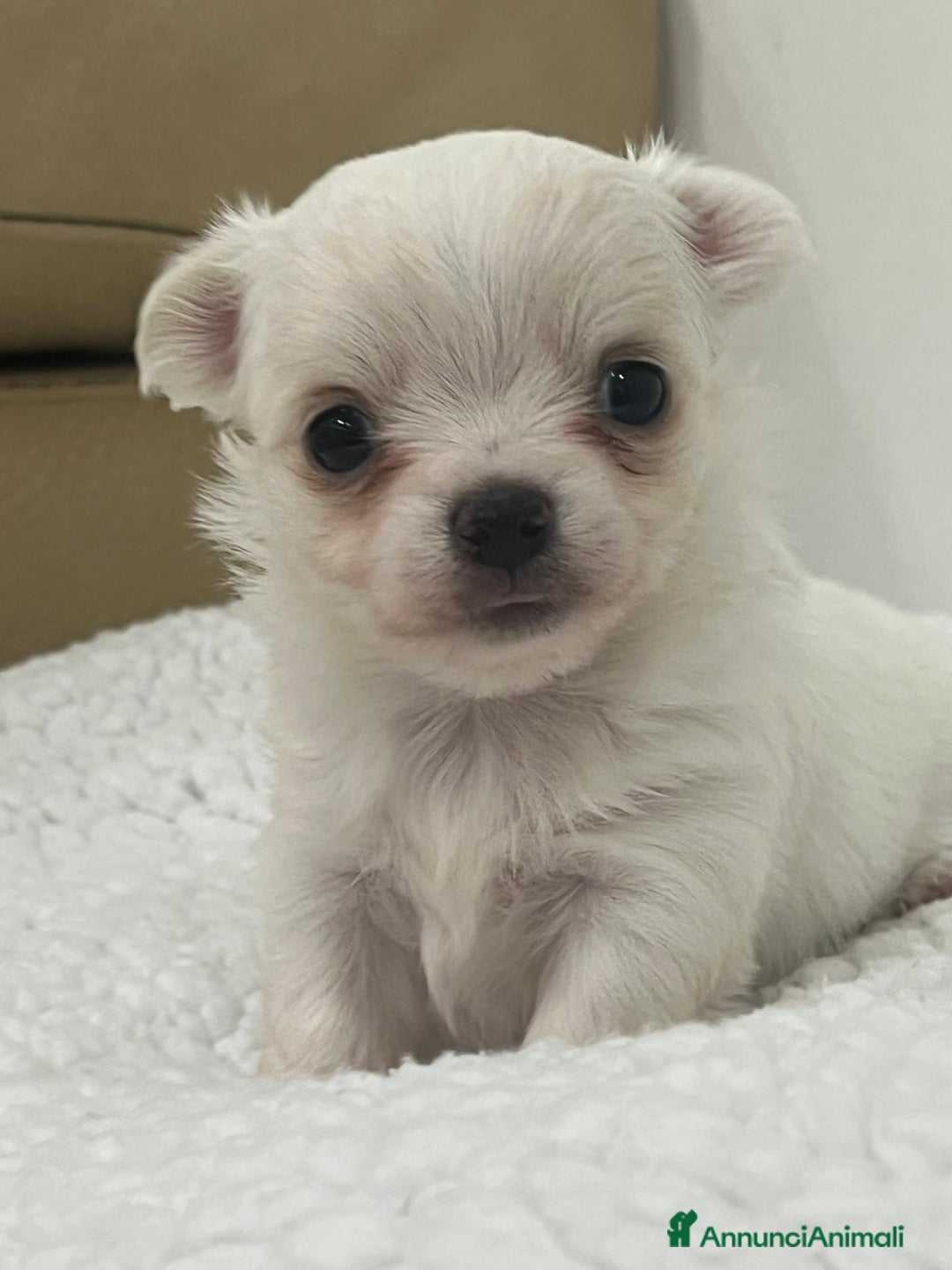 Chihuahua cani in vendita: Chihuahua cucciola femmina  - Annuncio 4