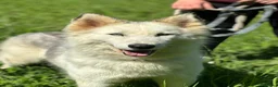 Husky cani in regalo: Donut, una dolcezza di Husky - Annuncio 1