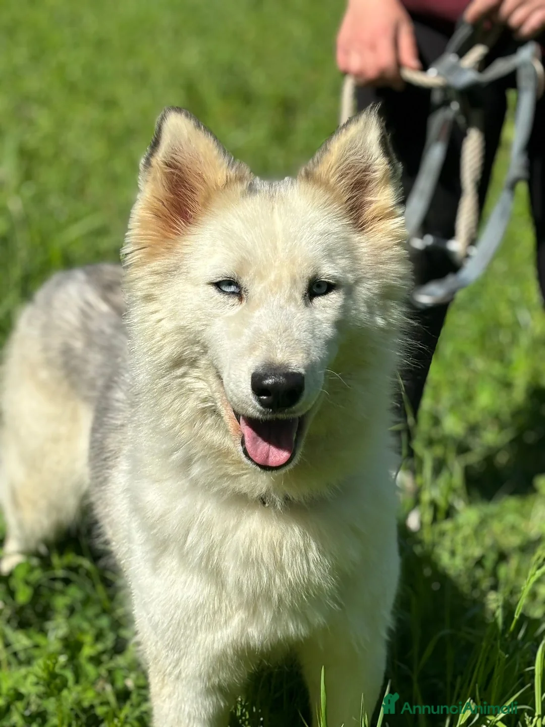 Husky cani in regalo: Donut, una dolcezza di Husky - Annuncio 1