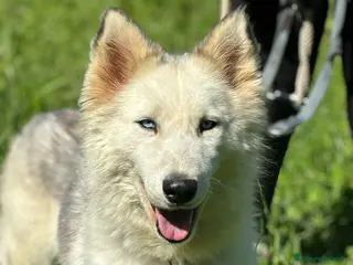 Husky cani Donut, una dolcezza di Husky - Annuncio 2