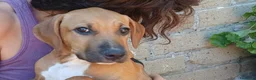 Meticcio cani in regalo: LA DOLCISSIMA VANESSA CERCA LA SUA FAMIGLIA - Annuncio 1