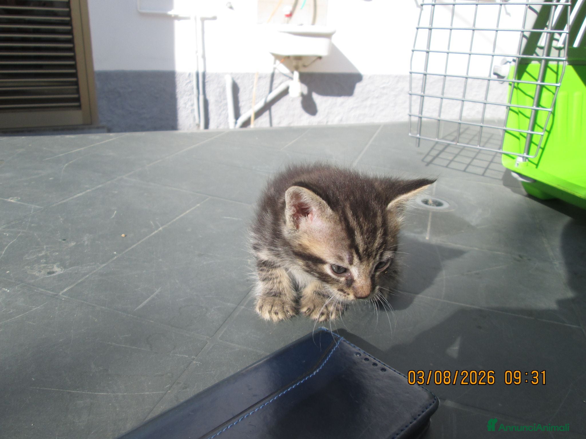 Altre razze gatti Gattine in regalo - Annuncio 4
