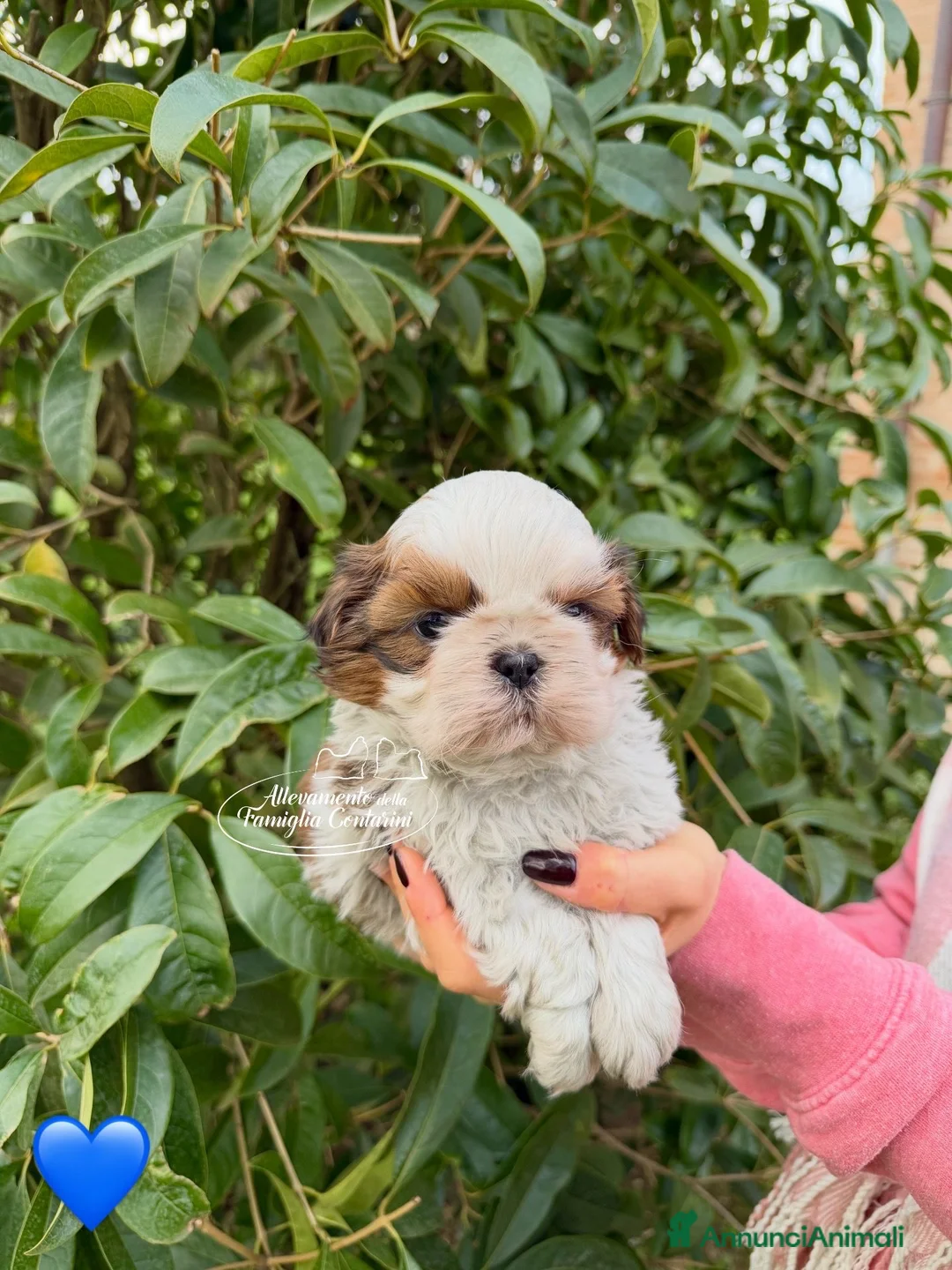 Shih Tzu cani in vendita: Cuccioli ShihTzu - Annuncio 2