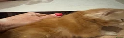 Maine Coon gatti in vendita: BELLISSIMI CUCCIOLI MAINE COON - Annuncio 10