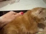 Maine Coon Gattino 1