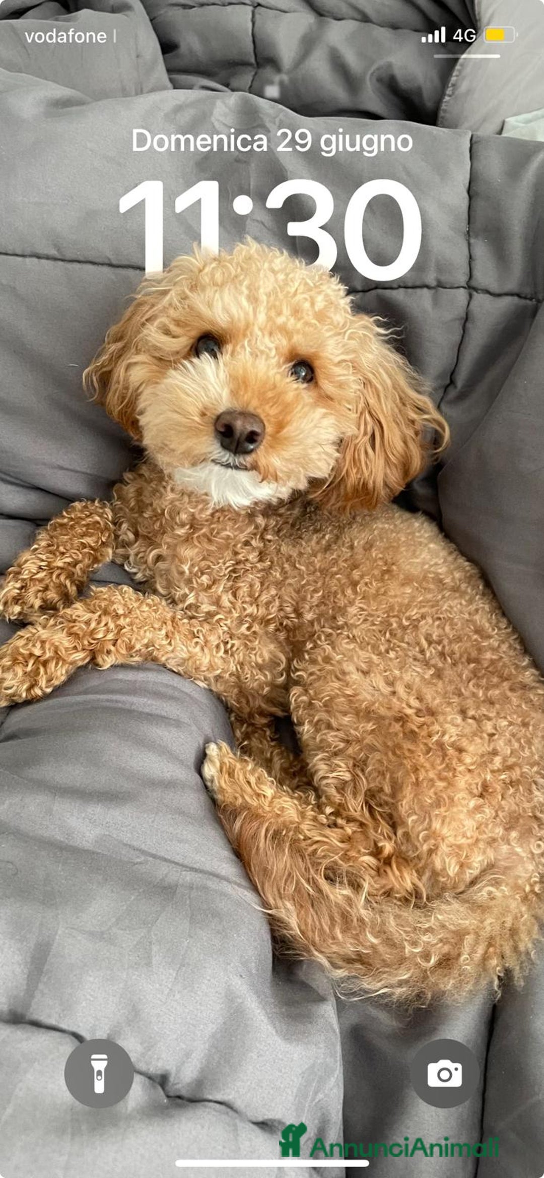 Barboncino Toy cani per accoppiamento: Cercasi barboncina toy/ mini per accoppiamento - Annuncio 2