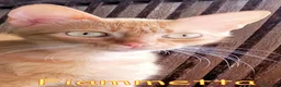 Altre razze gatti in regalo: FIAMMETTA GATTINA ROSSO CIPRIA. - Annuncio 2