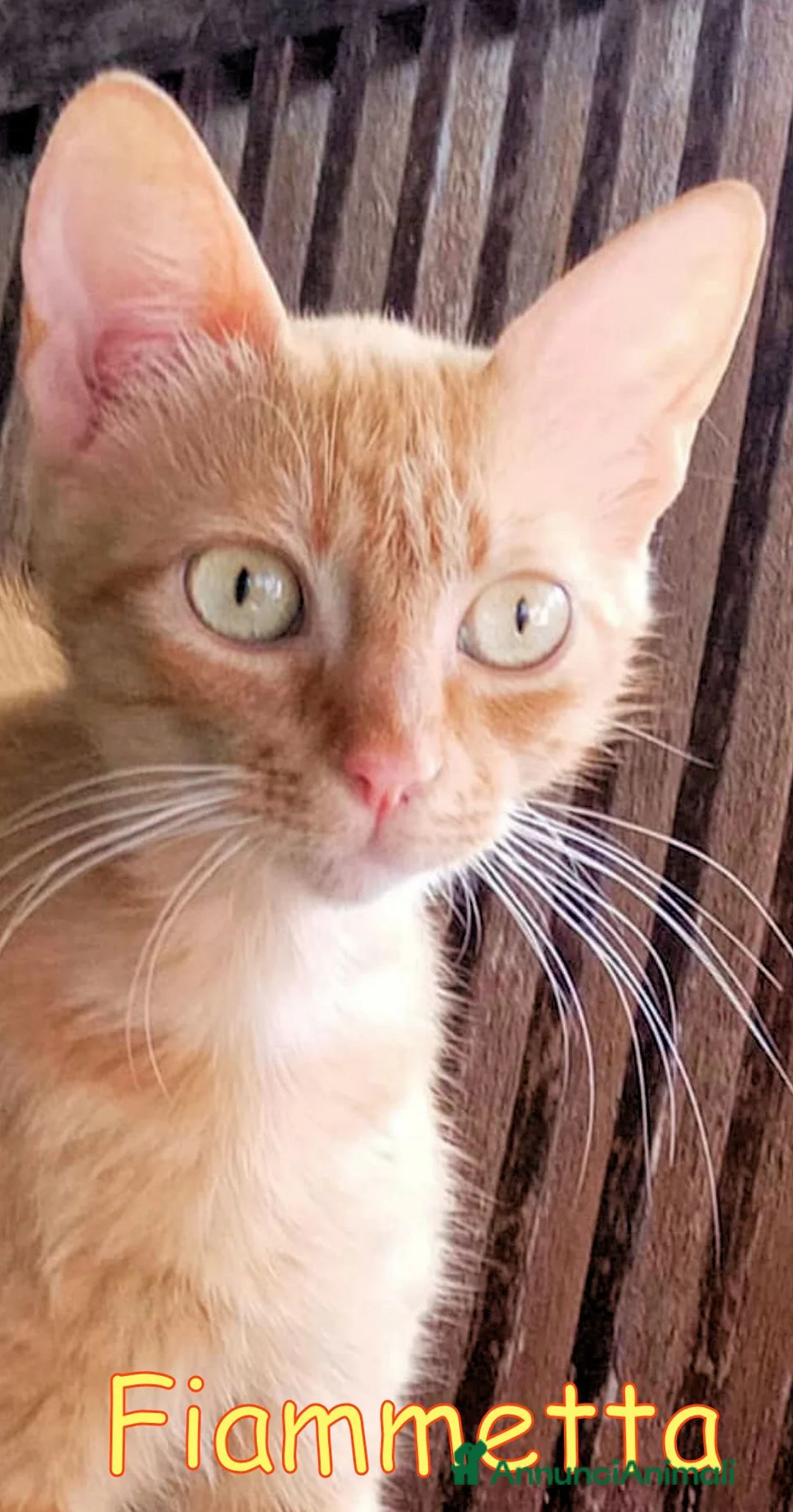 Altre razze gatti in regalo: FIAMMETTA GATTINA ROSSO CIPRIA. - Annuncio 2