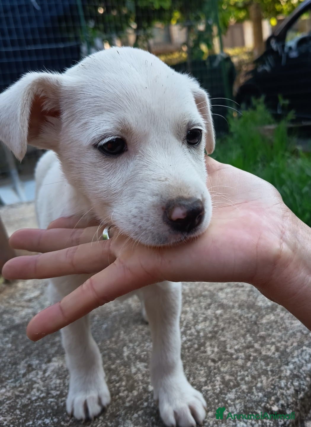 Meticcio cani in regalo: UNA MAMMA PER CHICCA - Annuncio 6