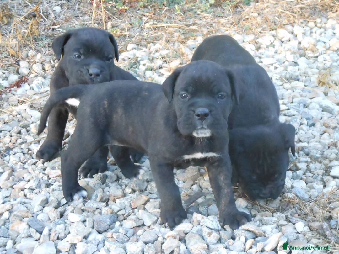 Cane Corso cani in vendita: Spettacolari cuccioli di Cane Corso  - Annuncio 2