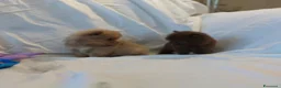 Volpino Pomerania cani in vendita: Cuccioli di Pomerania maschi e femmine cioccolato a Città metropolitana di Milano - Annuncio 17