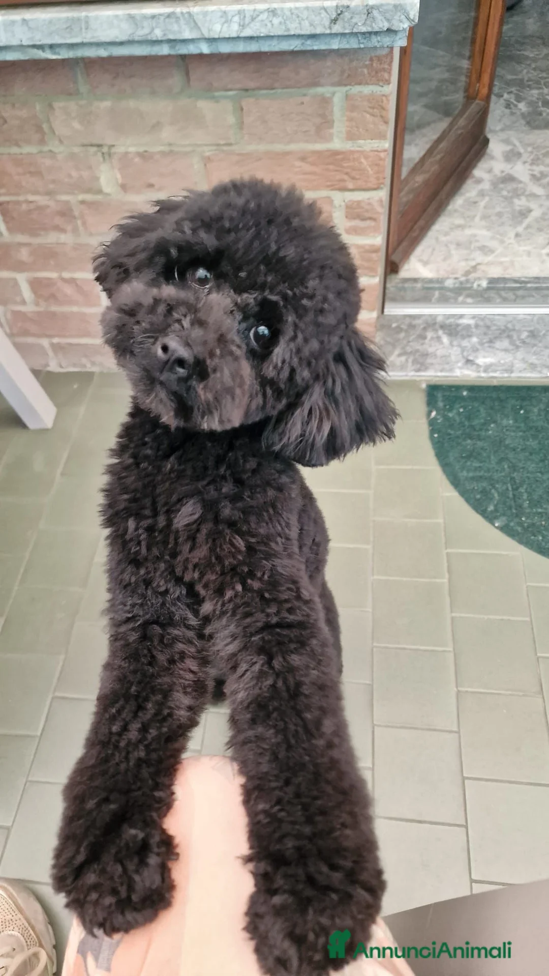 Barboncino Toy cani per accoppiamento: BARBONCINO TOY disponibile per accoppiamento  - Annuncio 2
