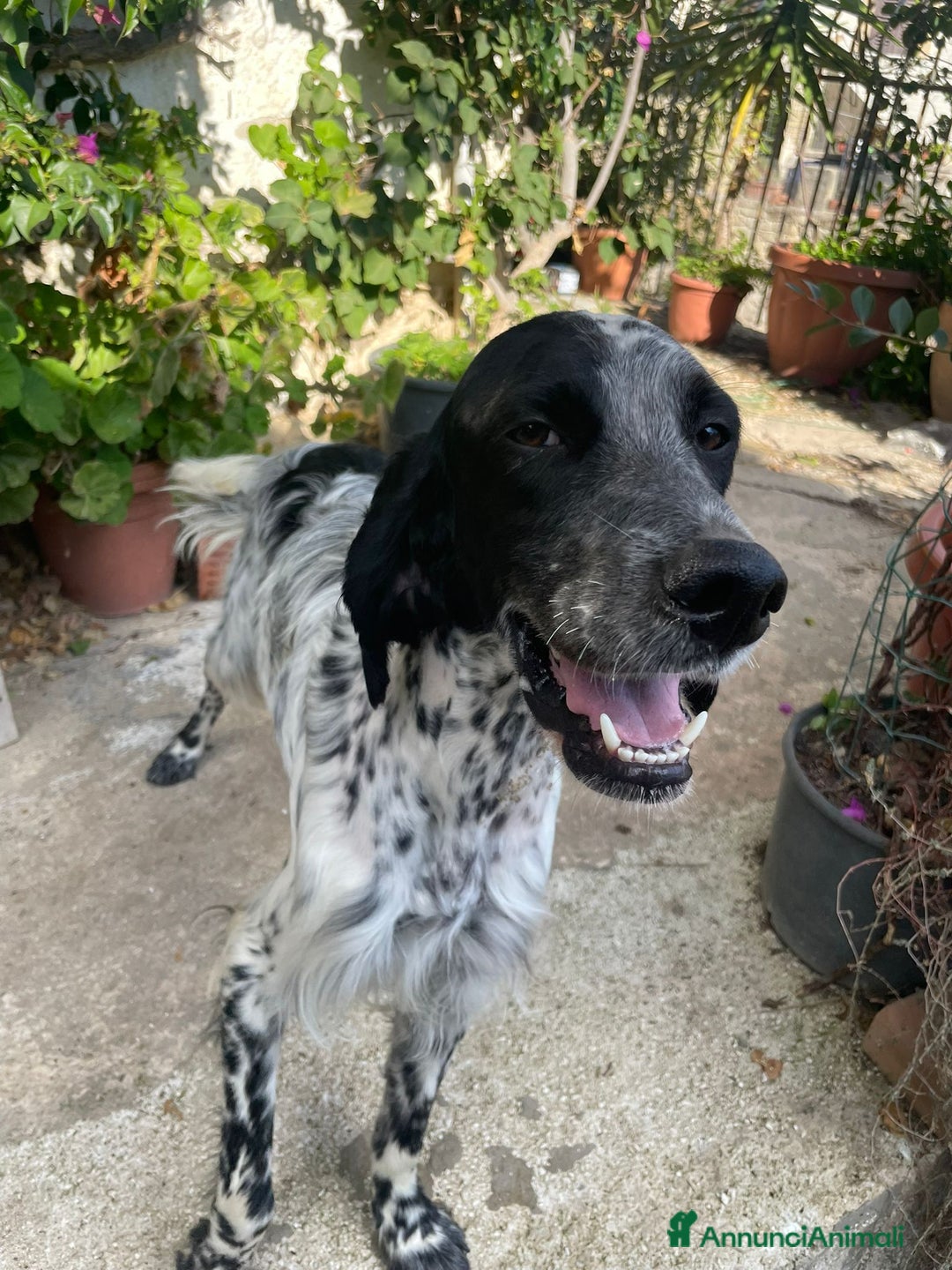 Setter Inglese cani in regalo: PLUTO Setter Inglese di 3 anni - Annuncio 3