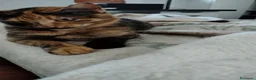 Meticcio gatti in regalo: Regalo gattini di 3-4 mesi e di 1 anno e mezzo  a Città metropolitana di Roma Capitale - Annuncio 6