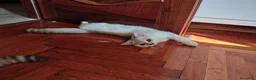 British gatti in vendita: 2 maschietti Silver Tabby  - Annuncio 6