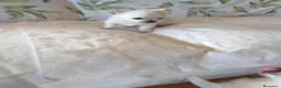 Chihuahua cani in vendita: Chiuhuahua  - Annuncio 3