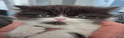 Persiano gatti in vendita: Cuccioli di persiano - Annuncio 6
