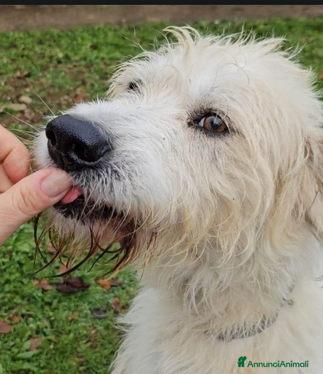 Meticcio cani in regalo: Simil Spinone 4anni splendidoASPETTA DA 1ANNO!NOVO a Città metropolitana di Milano - Annuncio 2